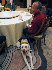 宴会場のテーブルの下で待機する盲導犬
