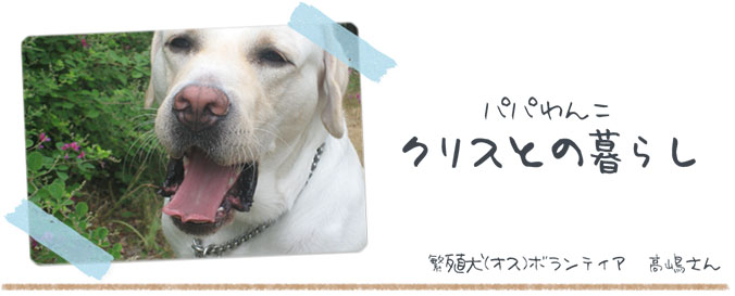パパわんこクリスとの暮らし