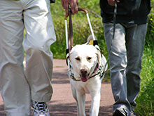歩行中の白い盲導犬