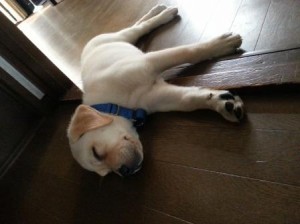 床に寝転んでいる子犬