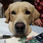 机にアゴを乗せた白いオスの繁殖犬