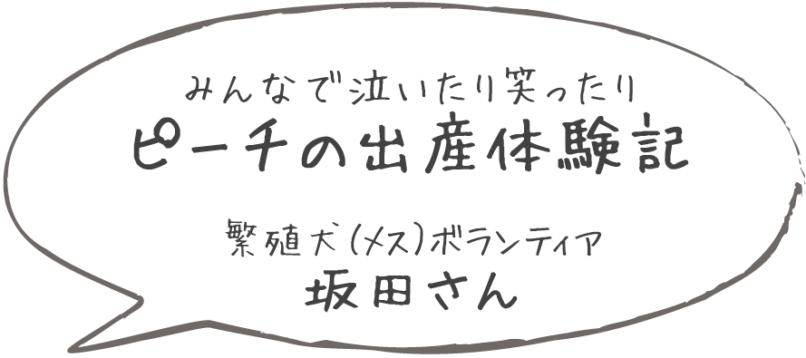 繁殖犬ボランティア体験記 母犬 繁殖犬ボランティア ボランティアに参加しよう 社会福祉法人 兵庫盲導犬協会