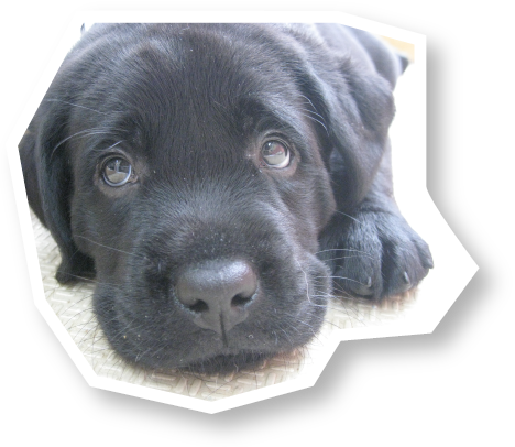 繁殖犬ボランティア体験記 母犬 繁殖犬ボランティア ボランティアに参加しよう 社会福祉法人 兵庫盲導犬協会