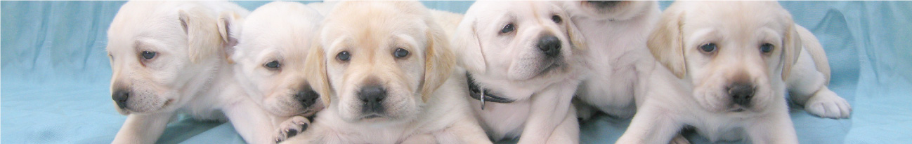 キャリアチェンジ犬ボランティア ボランティアに参加しよう 社会福祉法人 兵庫盲導犬協会