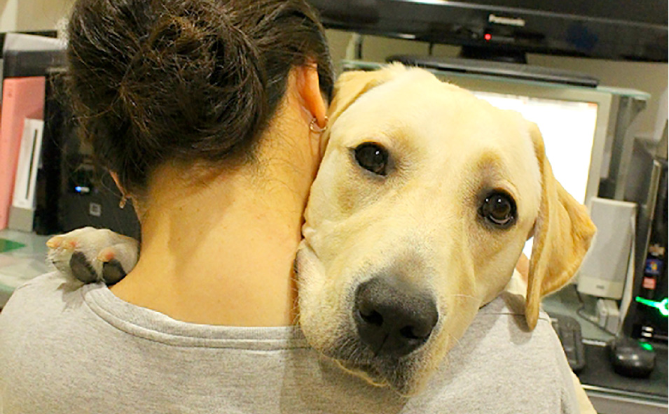 パピーウォーカー体験記 パピーウォーカー ボランティアに参加しよう 社会福祉法人 兵庫盲導犬協会